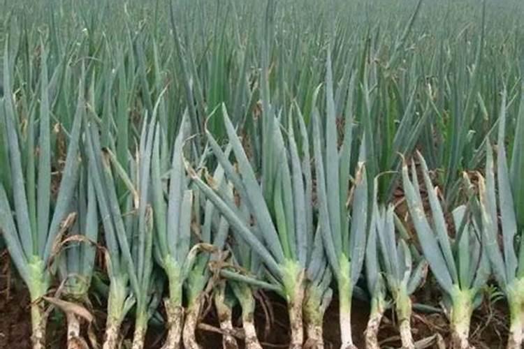 大葱抗病增产施肥管理如何做？大葱高产种植管理技术