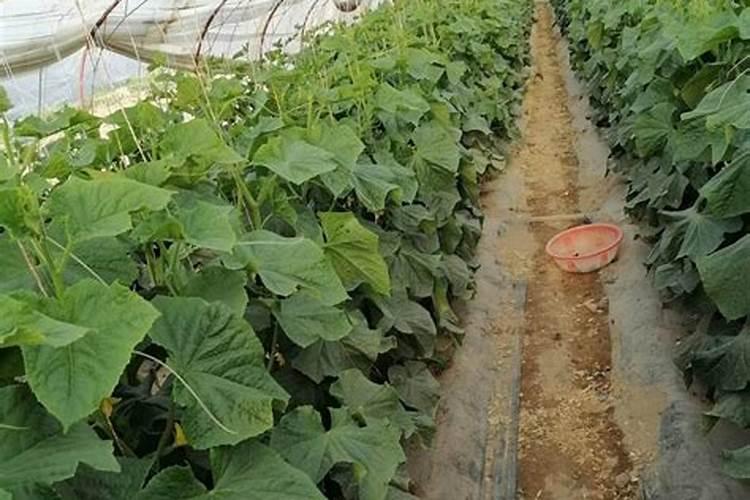 高温棚底肥施什么钙肥效果好？