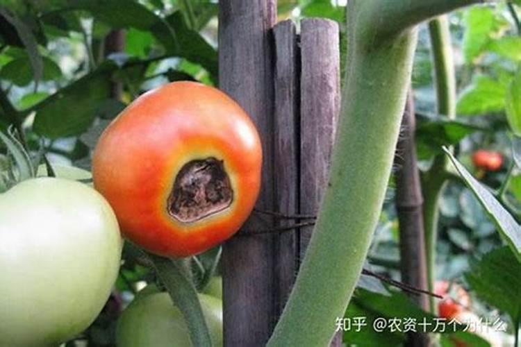 西红柿防脐腐病用什么钙做底肥