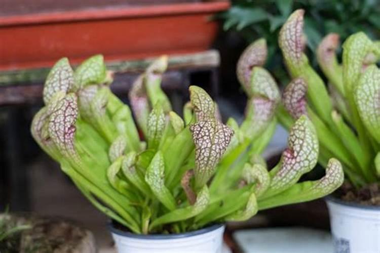 瓶子草怎么控高钾肥最好用？