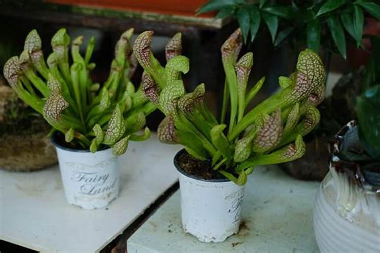 瓶子草如何养殖