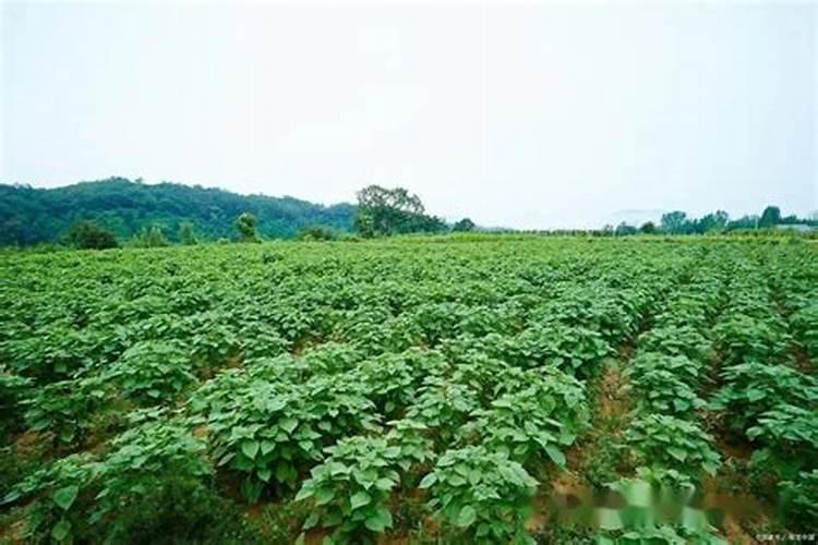 种植葛根的方法,你有哪些了解呢？