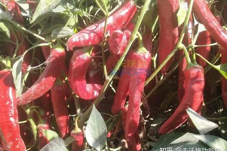 叶绿素和磷酸二氢钾哪种对辣椒好