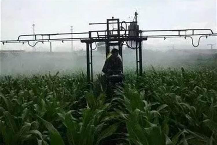 玉米灌浆期打什么叶面肥好