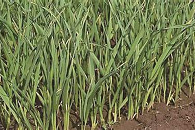 大蒜种早了发黄怎么办呢