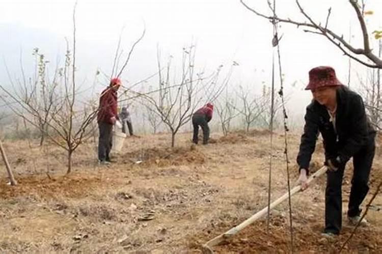 果树冬天施肥好还是春天施肥好