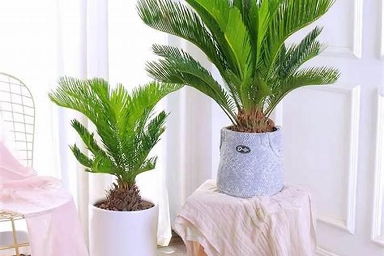 红铁树怎么养殖长得好