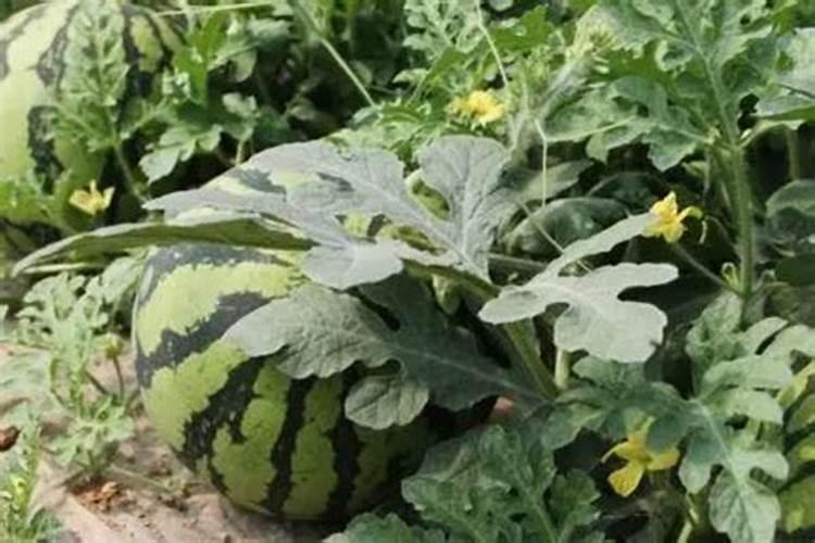 农户种植西瓜,一般多久追一次肥呢？追肥时需要注意些什么？