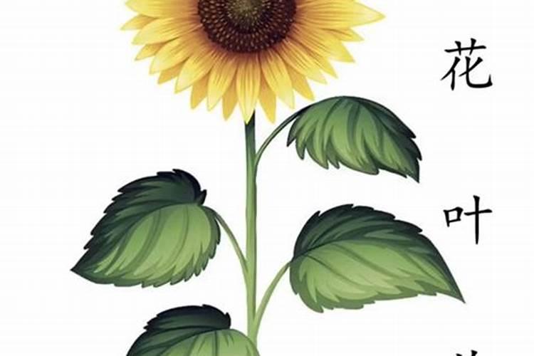 向日葵根部放钾肥会死吗为什么？