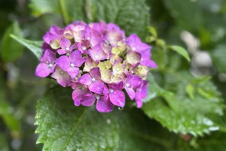 绣球花施什么肥最好