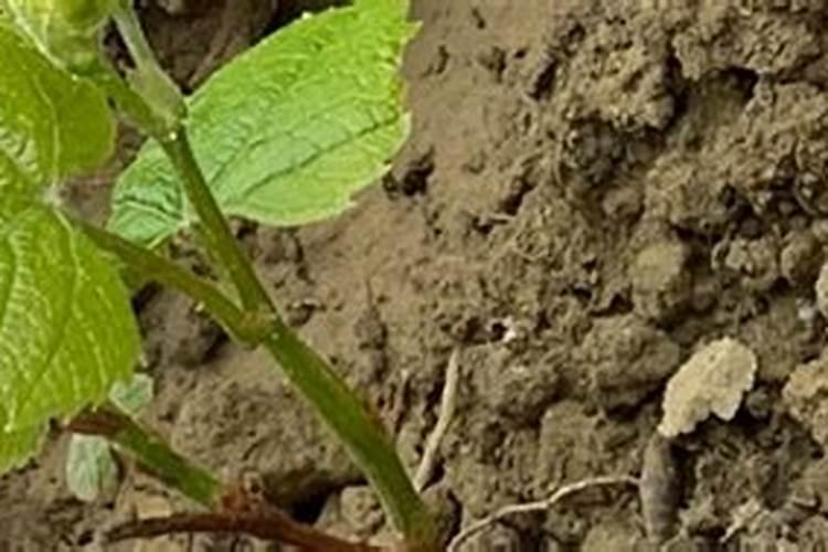 栽种葡萄如何施底肥？