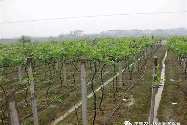 新栽葡萄树怎么施底肥最好？
