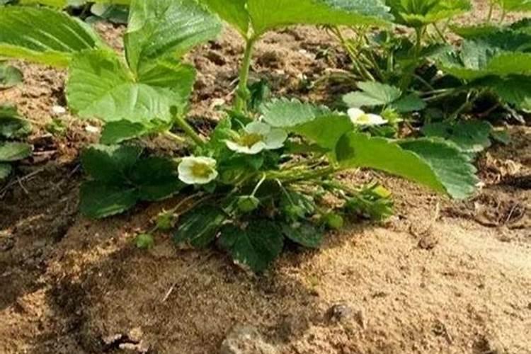草莓断茬了打点啥叶面肥好呢？