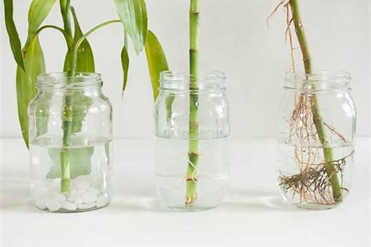 水培竹子需要什么肥料？