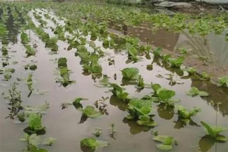 蔬菜发生涝害怎么办