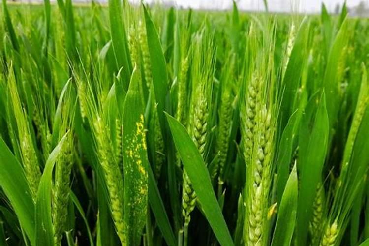 丙硫唑在冬枣树上的作用