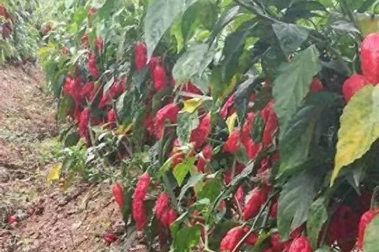 种植工业辣椒可不可以使用肥料级聚磷酸铵