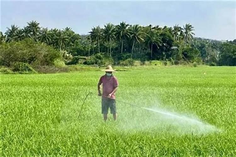 水稻灌浆期喷施硅肥好吗为什么？