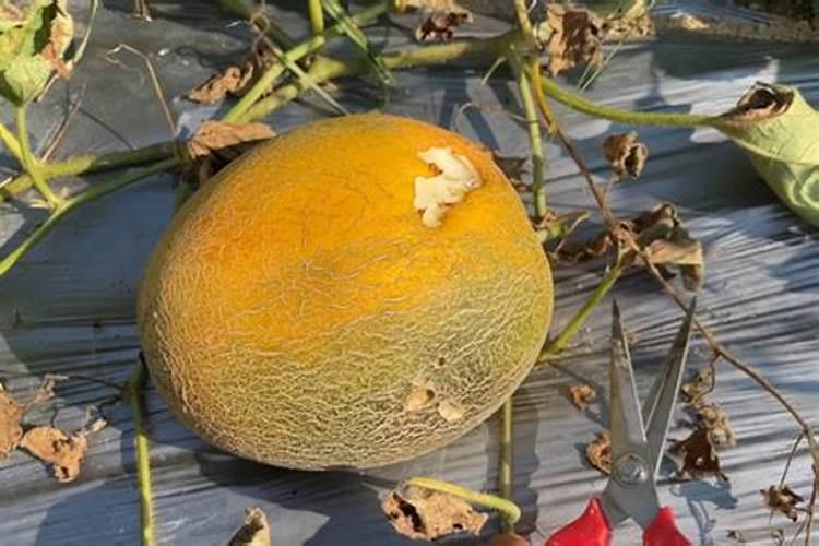 哈密瓜种植方法