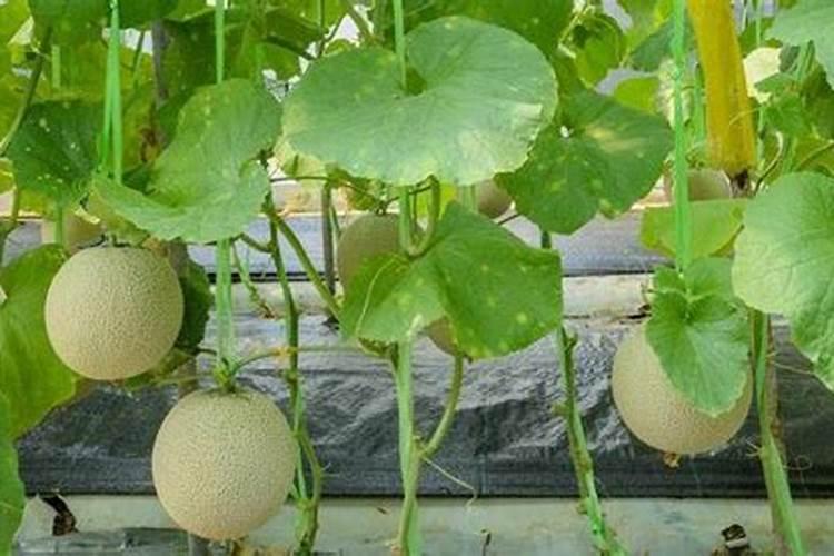 哈密瓜定植后,管理方法有哪些？