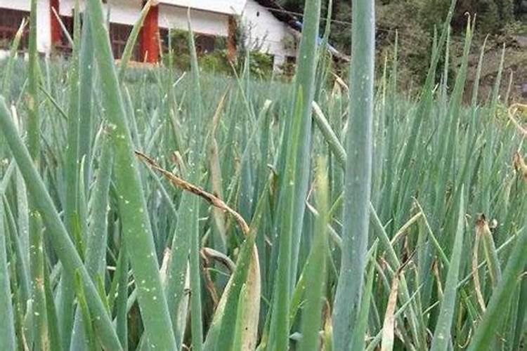 大葱有哪几种主要病害,如何防治？