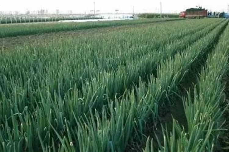 大葱生长问题早知道,你一定有用