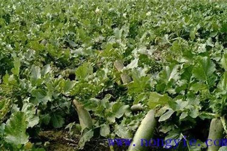 萝卜施肥时间与方法