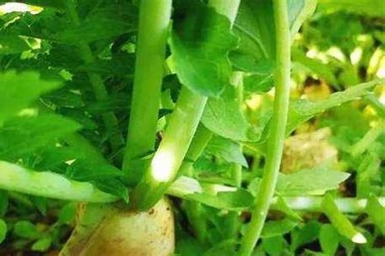 萝卜浇水施肥的最佳时间