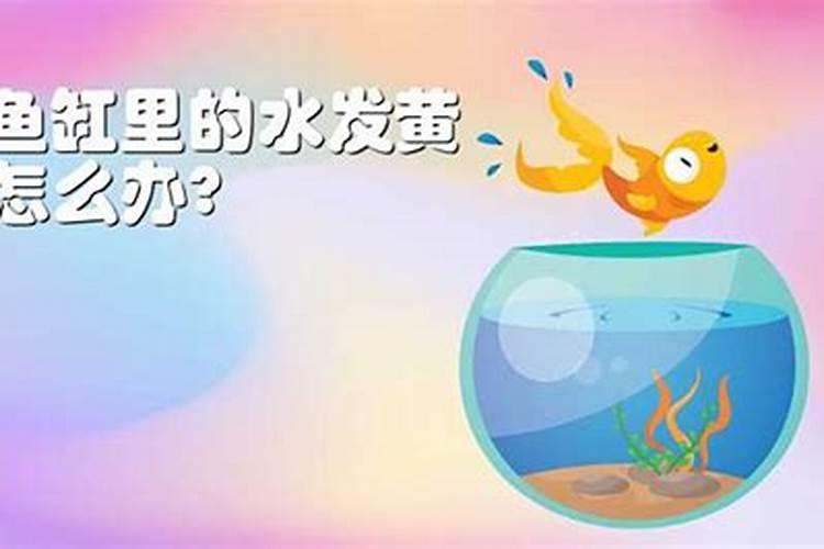 鱼缸的水发黄怎么办