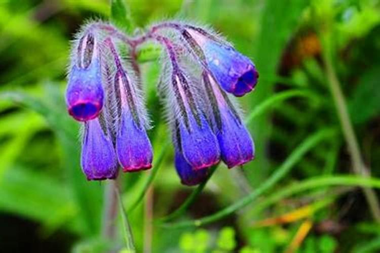 紫草的作用有哪些？