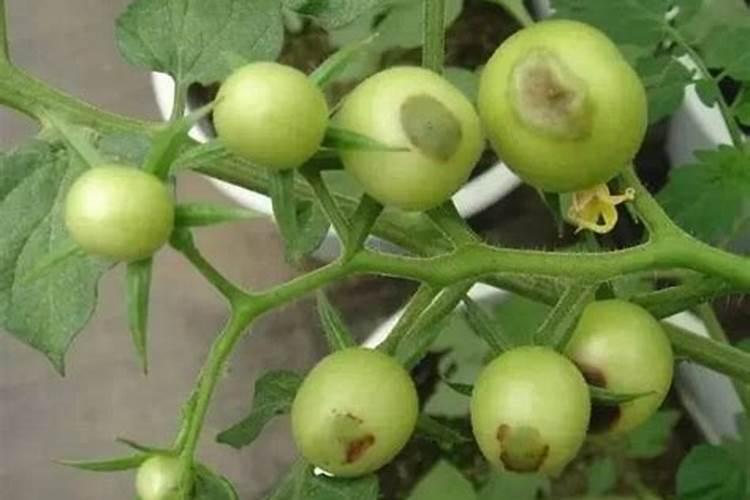 蔬菜缺钙怎么办 蔬菜怎么施肥