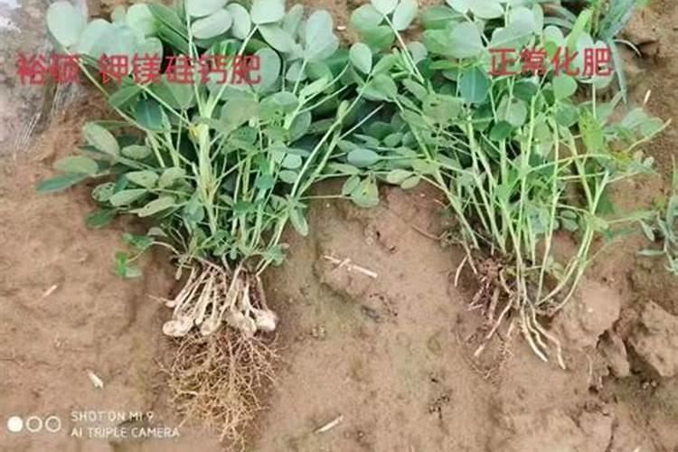 钙肥的作用及施用方法