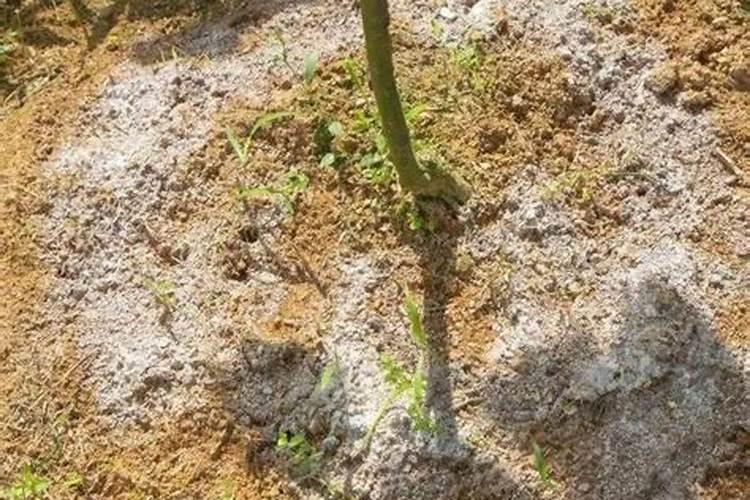 草木灰为什么不能与下列化肥混用