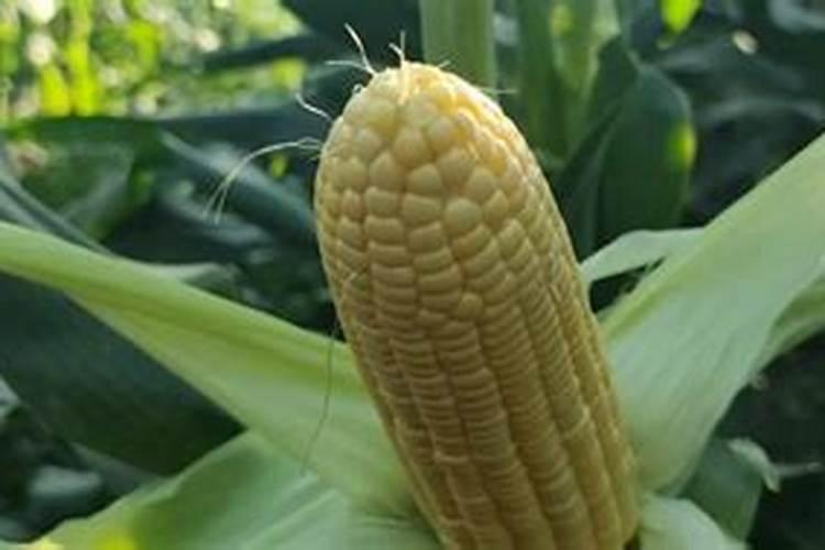 玉米5天以前喷了缩节胺了,5天以后能打磷酸二氢钾吗