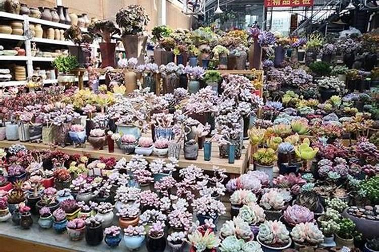 成都三圣乡花卉批发市场地址