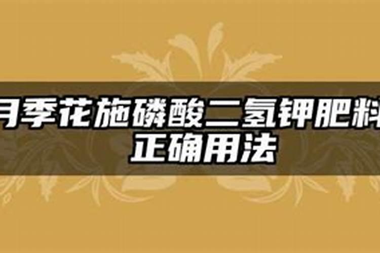 月季花施磷酸二氢钾肥料的正确用法