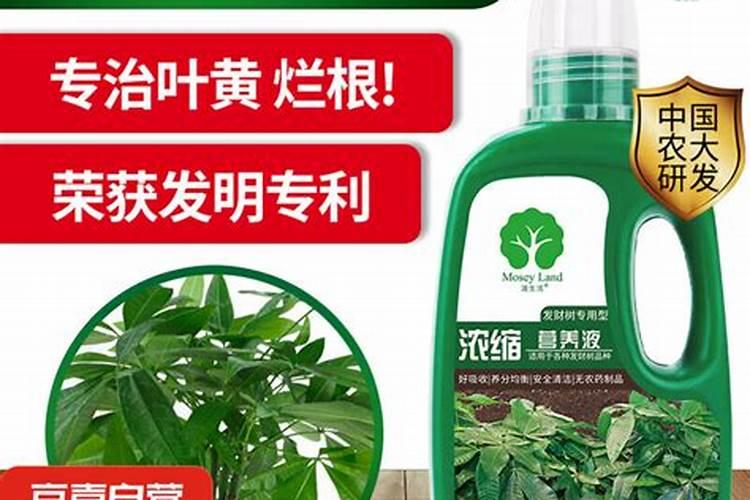 发财树专用肥每次施多少毫升？
