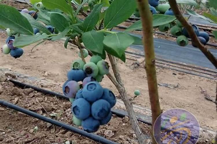 蓝莓滴灌带硼肥的作用