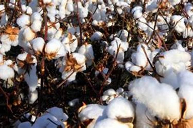 棉花后期需要什么肥料