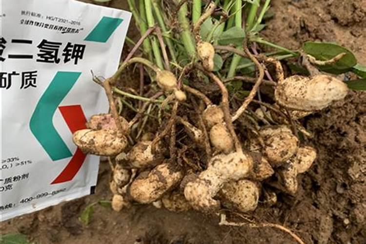 花生水溶钙肥好不好用？