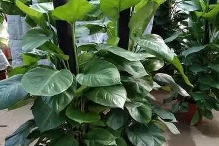 大叶绿萝用什么肥料最好