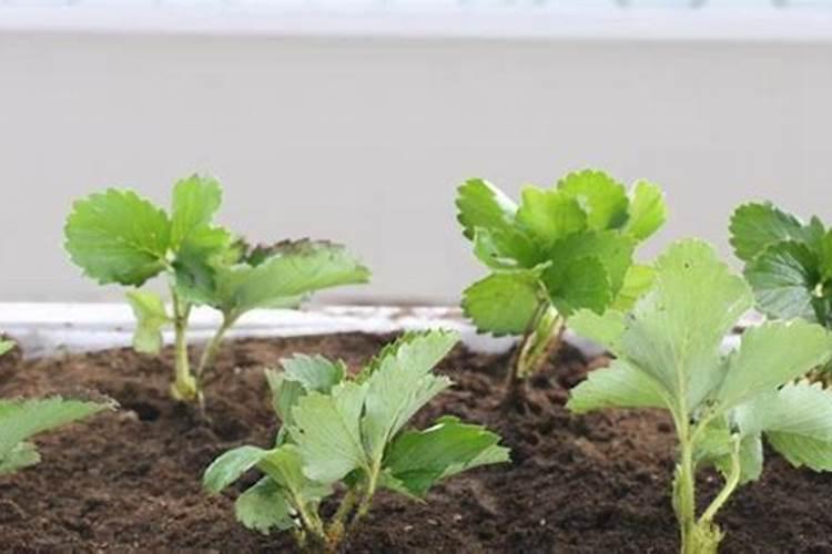 草莓定植水中能用腐殖酸吗为什么？