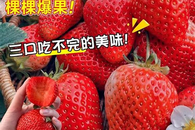 自己种植草莓不好吃？别急,专家教你一招,草莓好吃颜值又高