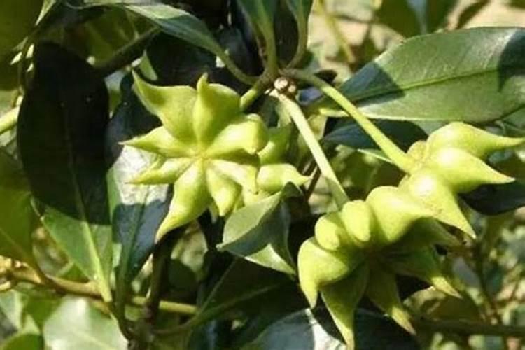 八角怎样施硼肥钼肥效果好？