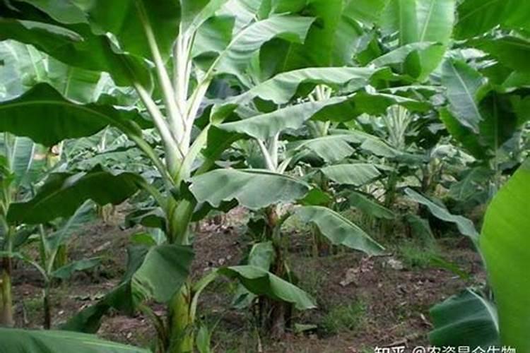 香蕉用什么叶面肥？香蕉什么时候打叶面肥？香蕉促花保果膨大防晒用金泰靓...