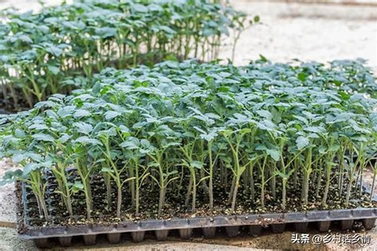 柴火灰可以配方菜苗营养土吗？