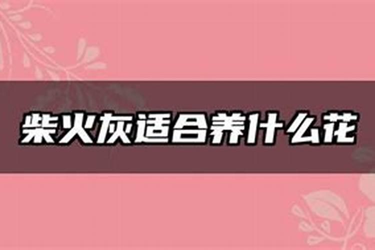 柴火灰适合养什么花