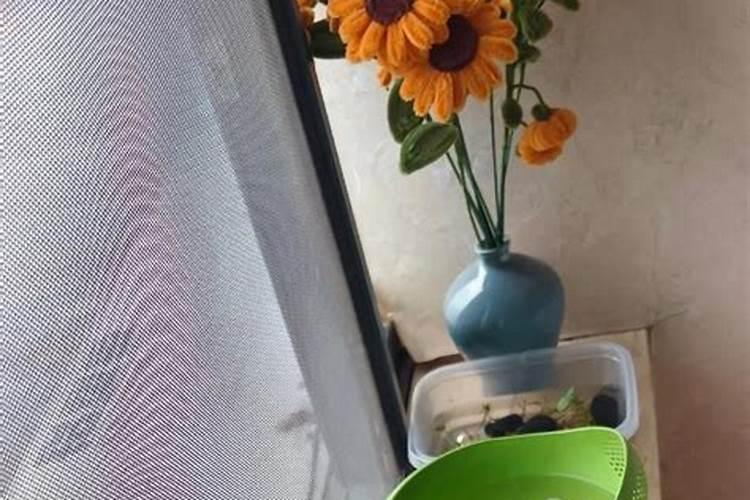 水培植物用什么肥料最有效果