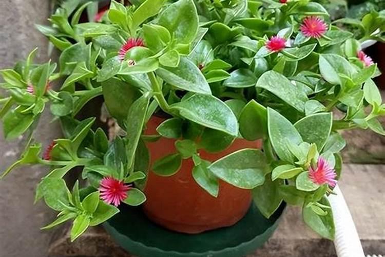 养花用哪些肥料,花草盆栽长得好？