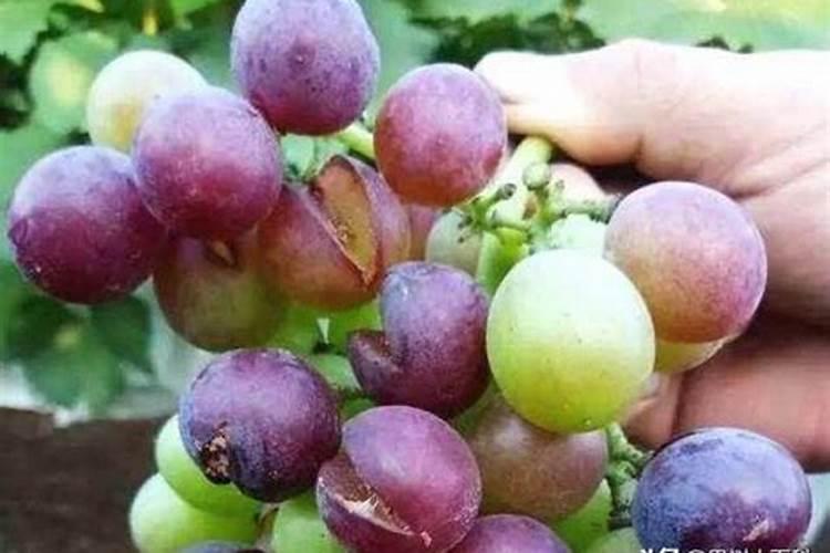 葡萄打什么农药补钙